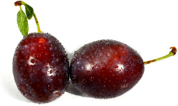 fresh greek plum