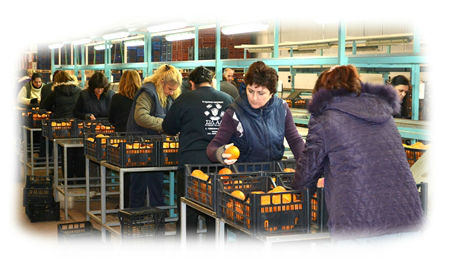 Sorting before export of oranges from Greece