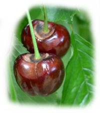 Cherry fruits damaged by strong wind and heavy rains