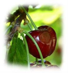 Sweet cherries with a damaged sides due to the strong wind