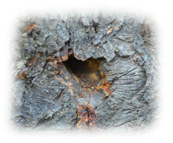 The hole in the trunk of a peach, made by Cossus Cossus