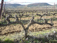 Двуплечая лоза винограда по методу Ruyot 